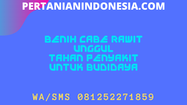 Benih Cabe Rawit Unggul Tahan Penyakit Untuk Budidaya